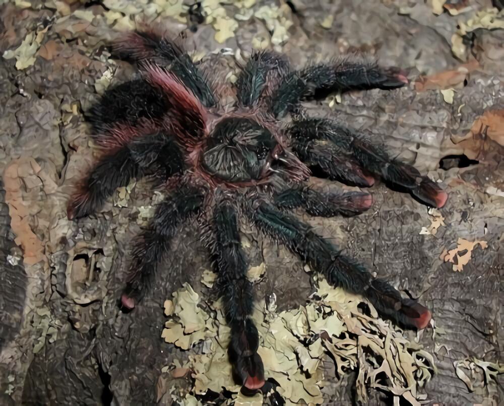 巴西红尾身份信息