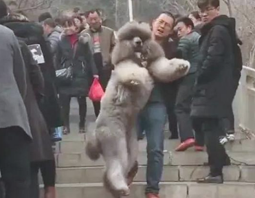 养大型犬的铲屎官留意了,狗狗儿时别看它萌就总抱,会出人命的