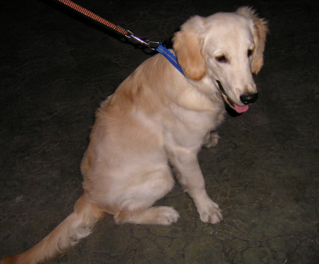 贵宾犬脚筋被残忍挑断 凶手至今还没找到