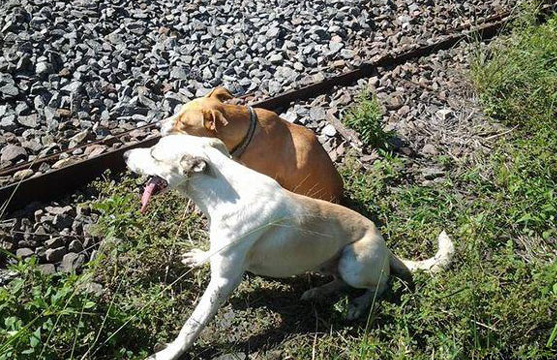 二只狗狗想自杀“卧轨自杀”？公安民警过来拦阻，了解真相后眼圈湿透了