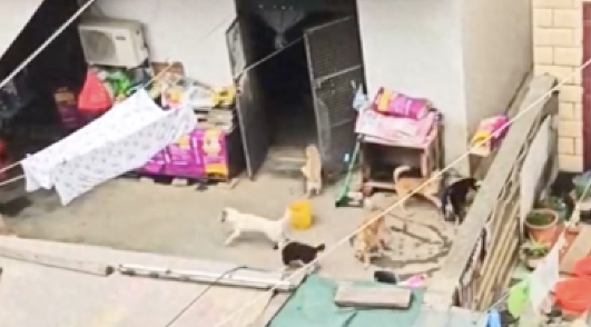 夫妻一共养了30只狗20只猫,退休金全都用来喂养了