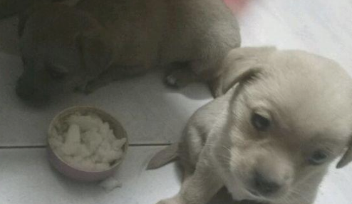 邻居说自身买的是拉布拉多犬,被别人取笑后拎起狗狗丢进了垃圾桶