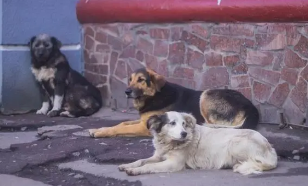 爱心无限！男子提供600平闲置地收养流浪狗，用行动守护生命