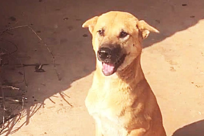 阔别3年，认为小狗狗忘掉自身，但下一秒的行为，竟让男子泪如雨下