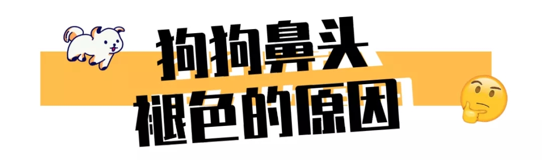 “翻看旧照片发现,狗子居然养着养着变色了?!”