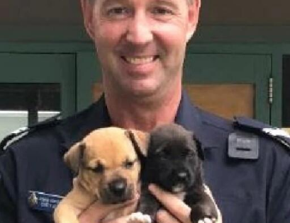 昆士兰警察追罪犯时 意外发现两只被困幼犬