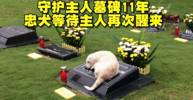 主人离世,忠犬坚守墓地3个月不离开!狗狗对主人的爱真是执着!