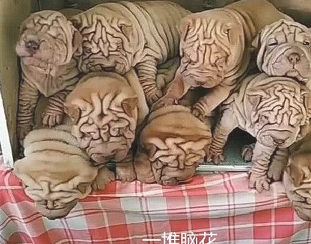 女子据说朋友家狗狗生了仔,本想带只回家了养:开门后一瞬间消除念头