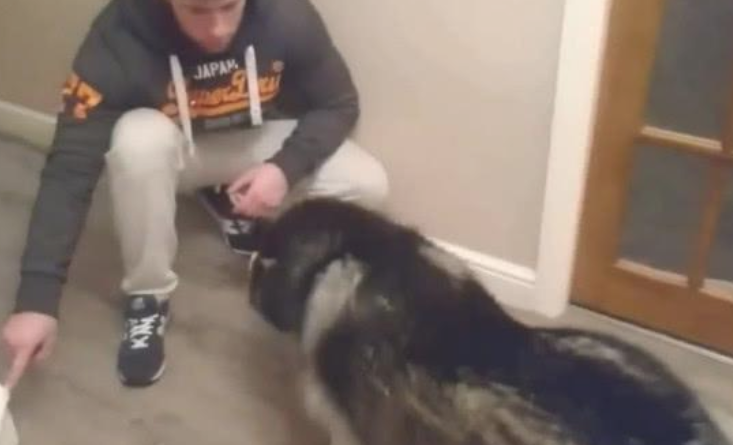 阿拉斯加犬咬烂室内楼梯,主人家高声斥责,阿拉斯加:不听不听王八念经