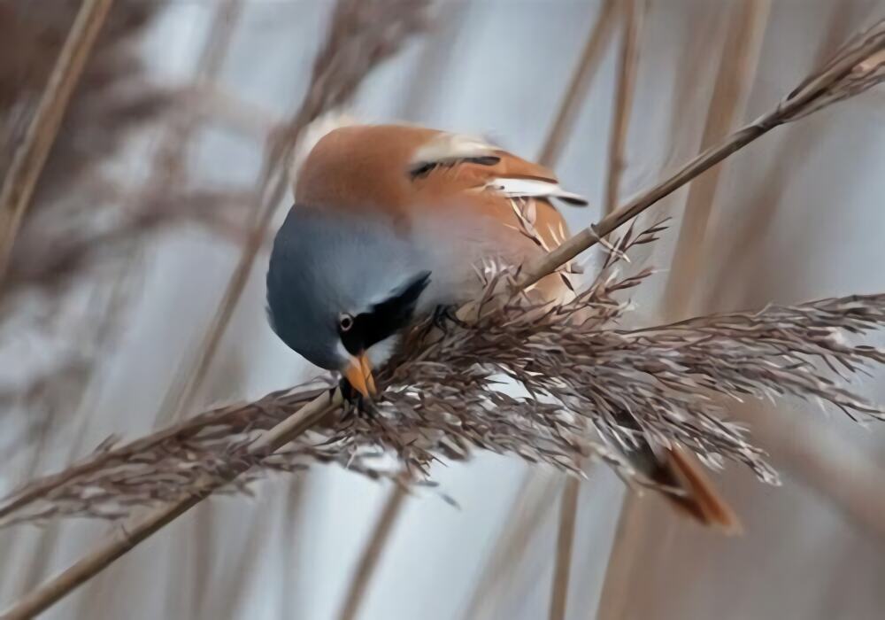 文须雀身份信息