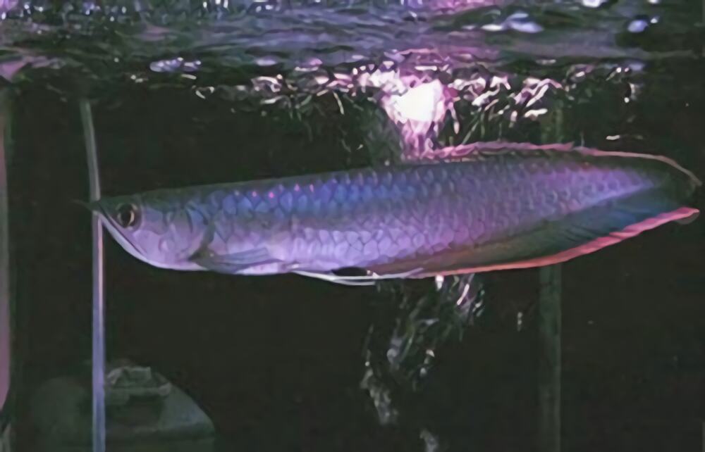 黑龙鱼身份信息