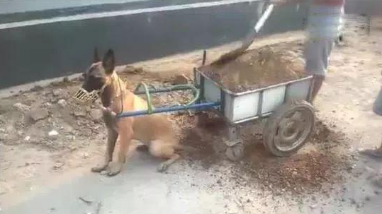 在农村狗狗哪里有時间撕家,拉车一套上立即当驴使!