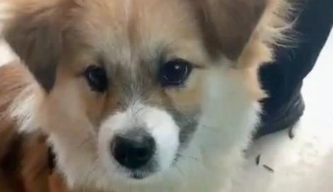 主人给狗一颗瓜子,它几秒钟就把壳呕吐出去,嗑瓜子技术性比人还溜啊