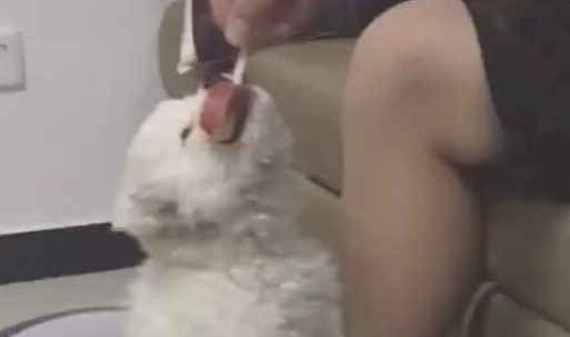 小狗狗咬着雪糕不松嘴,主人拽都拽不动,网民:小吃货