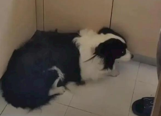 狗子偷溜进厨房狂炫41个生饺子 被发现后一脸无辜