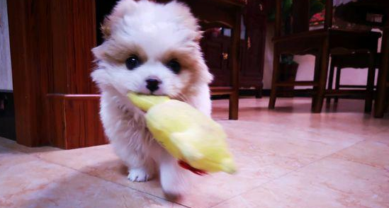 流浪犬被丢大街害怕动,小家伙饿坏了直发抖,女生抱住后坚决收留