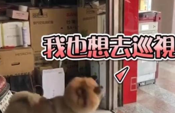 主人出门不带狗狗,狗狗瞬间崩溃,大喊大叫疯狂撒娇