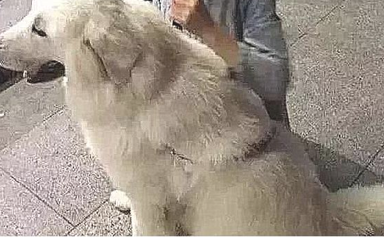 女孩不管不顾家人抵制,收养又脏又丑的流浪狗,2月后狗狗极致成长