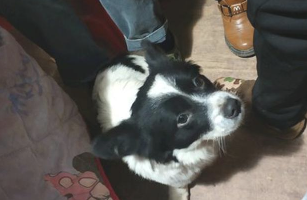 路人有意找流浪犬的茬儿,接下去见到狗狗的主要表现,女生差点儿笑翻
