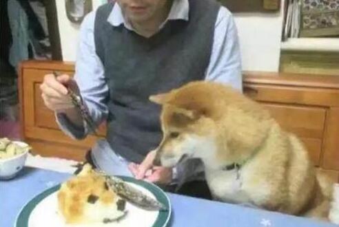 主人为防柴犬偷吃,出此奇招,柴犬看到“狗头”就懵了