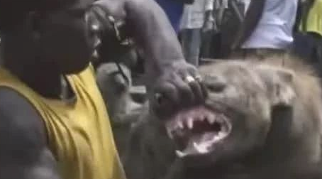 比藏熬还凶狠的非洲鬣狗，咬力达900斤，非洲黑人却当小宠物养！