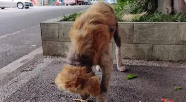 金毛犬,历经了多少磨难,才遇到一位愿意帮它的人!