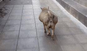 流浪狗因太多好心人喂食,竟成全市最胖的狗