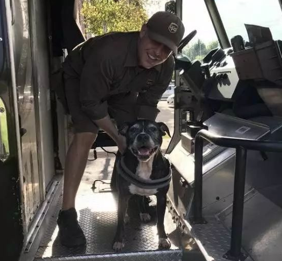 美国比特犬喜欢上了快递员,主人只好拼命网购~