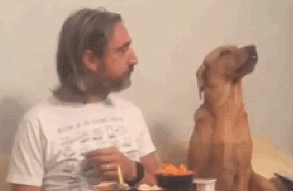 狗狗盯住网友用餐，主人一转头它立刻扭过头去装作不在乎，戏精呀