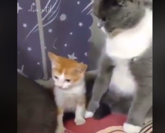 下马威让你知道谁是老大！ 小猫被霸凌幸好马麻来救场