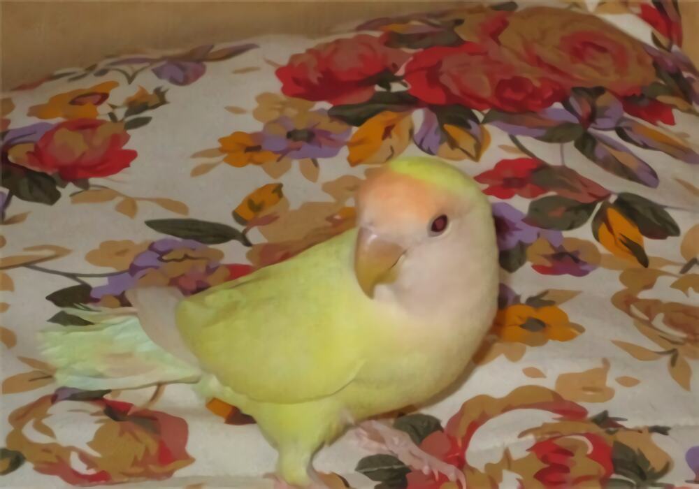 桃面爱情鹦鹉身份信息