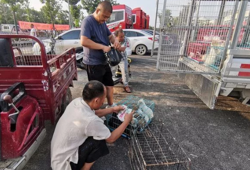 农村狗市价格便宜,河南客户整车采购:买狗方式与众不同
