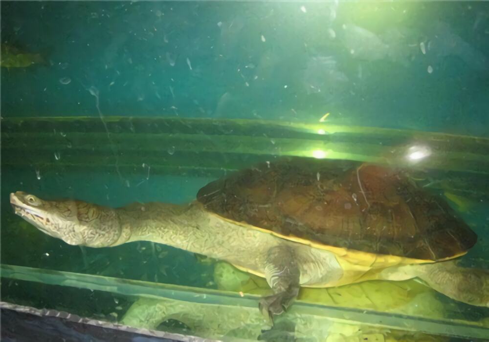 长身蛇颈龟身份信息