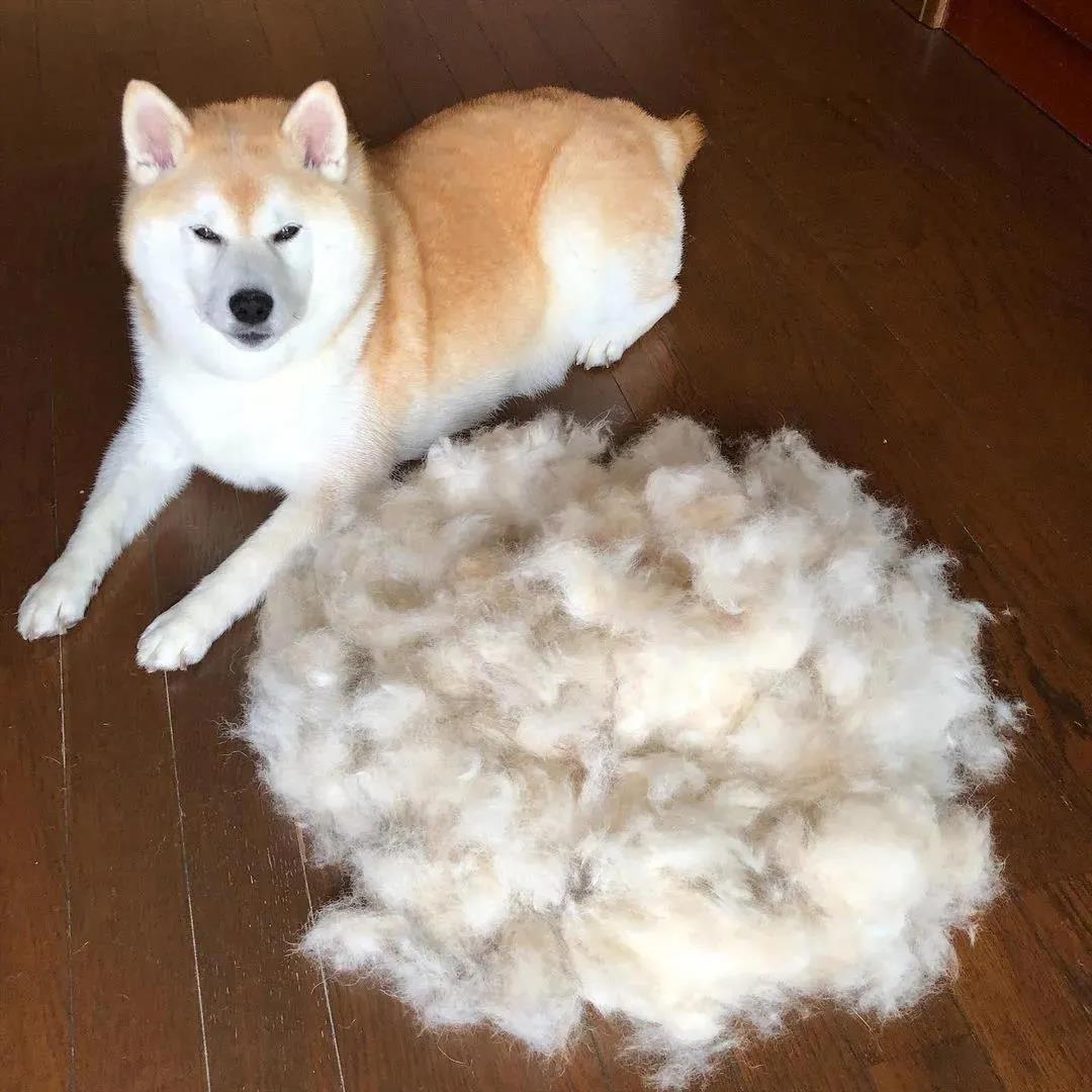 家里疯狂掉毛的狗子竟让铲屎官成了一个书法家!