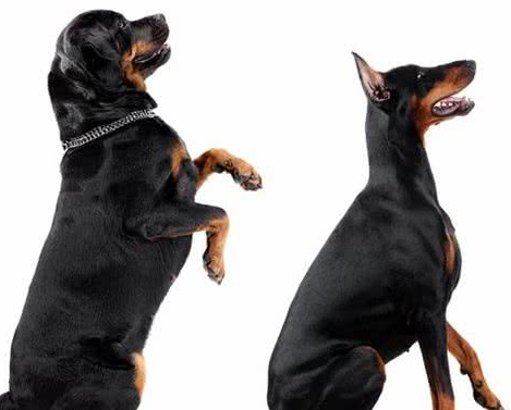 网红“创可贴警犬”即将退役,罗威纳不愧是最聪明的猛犬