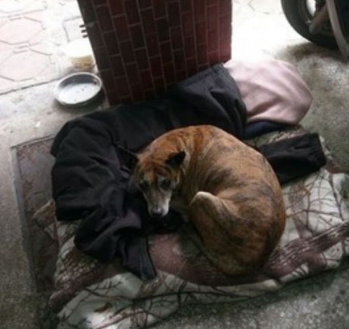 忠犬:虎斑狗狗遭弃4年,每日仍彷徨后巷,盼与前主人相逢