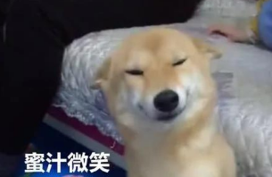 主人有意不理睬柴犬狗狗,柴犬微微一笑,一瞬间把人萌翻了