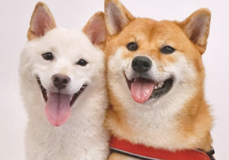 被柴犬亲妹妹激情溶化,霸气侧漏哥居然变为宠妹大咖