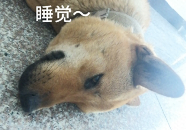 村里要查狗证,爸妈却拒绝给土狗办证!哥哥怕狗被抓走竟杀了吃掉