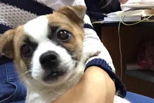 土狗也能变成高级犬?请别小看小土狗?它们只能没打扮