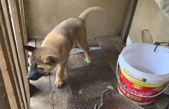 土狗被关住也铭记看门,要是听见许多人它就叫,狗:不可以忘本