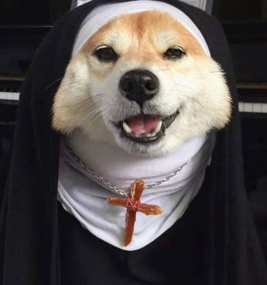 铲屎官脑洞大开,柴犬变修女,这邪魅一笑太帅了!