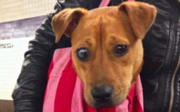 太有爱!美国纽约地铁上狗狗是被这样带上的!