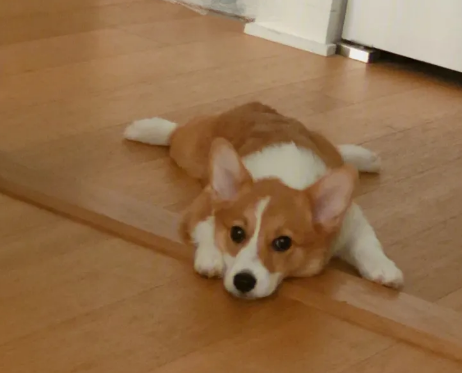 小狗躺地上不停呜咽,来往路人选择无视