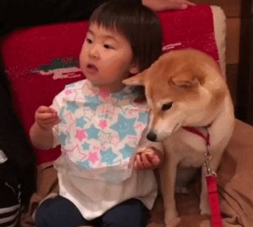 小萌娃给柴犬吃零食,狗狗半推半就的模样,令人大呼:段子手