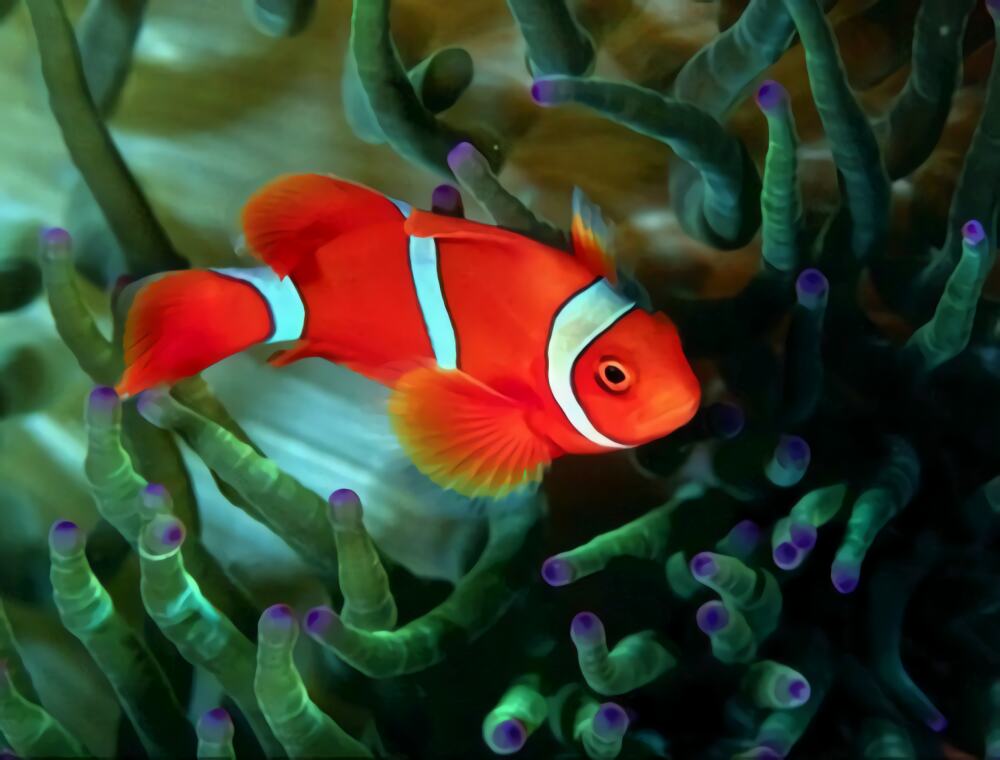 小丑鱼身份信息