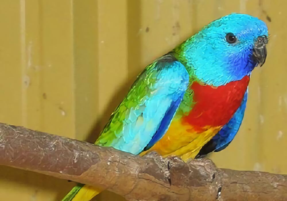 鲜红胸鹦鹉身份信息