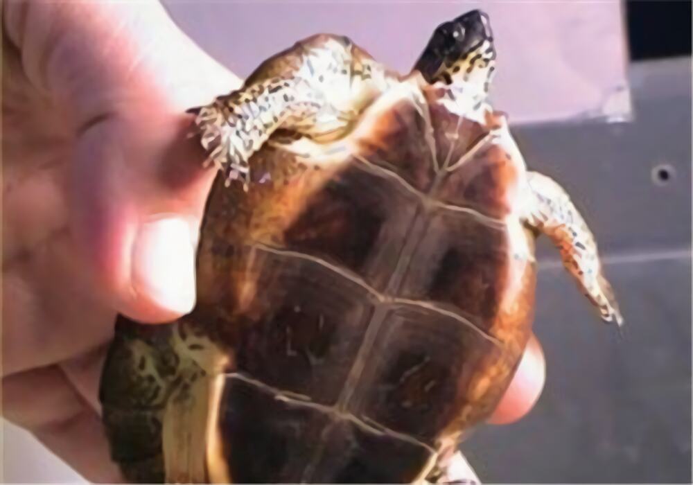 黑木纹龟身份信息