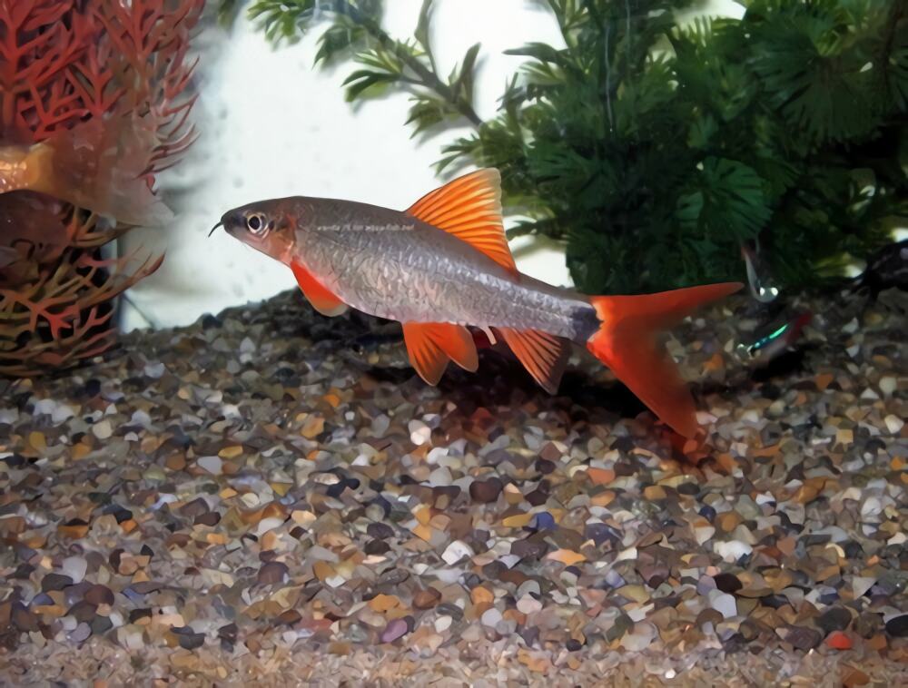 彩虹鲨身份信息