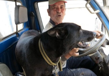 爱犬打疫苗13年不缺席 老农好典范